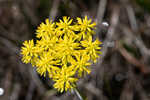 Low pinebarren milkwort